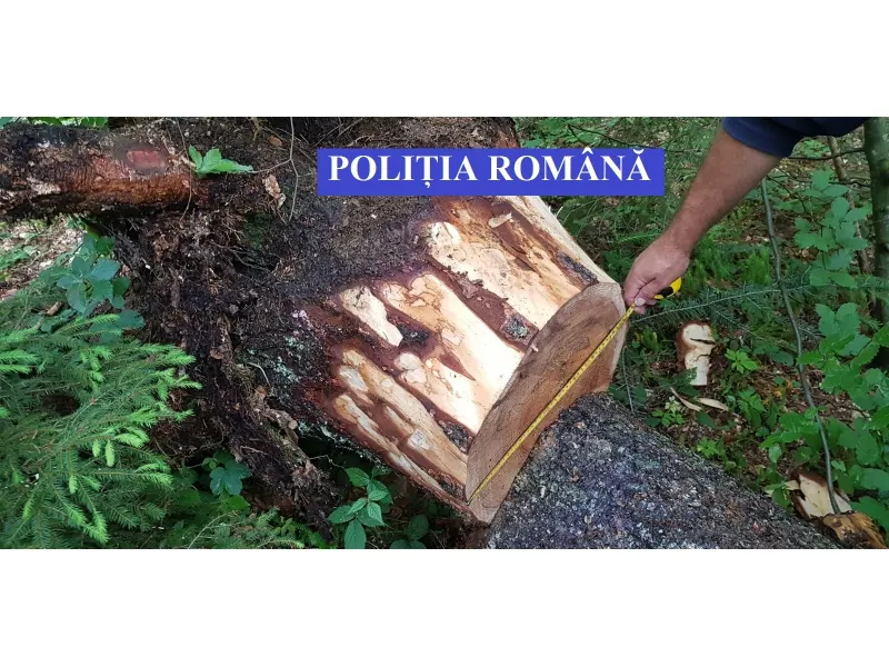 Amenzi piperate, primite de o firmă din Bistrița-Năsăud pentru tăieri ilegale de arbori