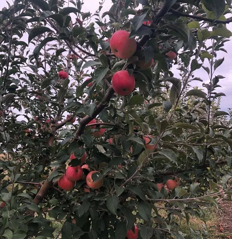 Plantație ecologică de pomi fructiferi, la Lechința, în județul Bistrița-Năsăud