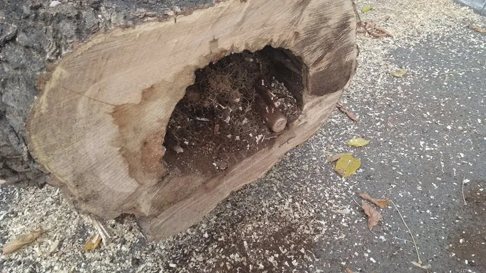 Arborii din zona Școlii Gimnaziale "Mihai Eminescu" din Năsăud, puși la pământ (FOTO)