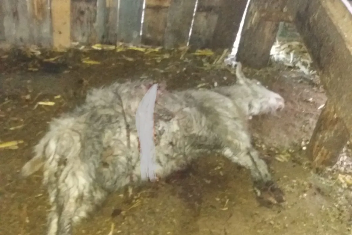 În preajma sărbătorilor, peste 50 de polițiști din Bistrița-Năsăud au donat sânge în speranța că vor salva vieți (FOTO)