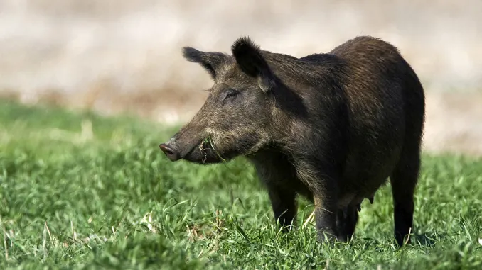 Pesta porcină africană a ajuns și în Bistrița-Năsăud. Două cazuri au fost confirmate la porci mistreți