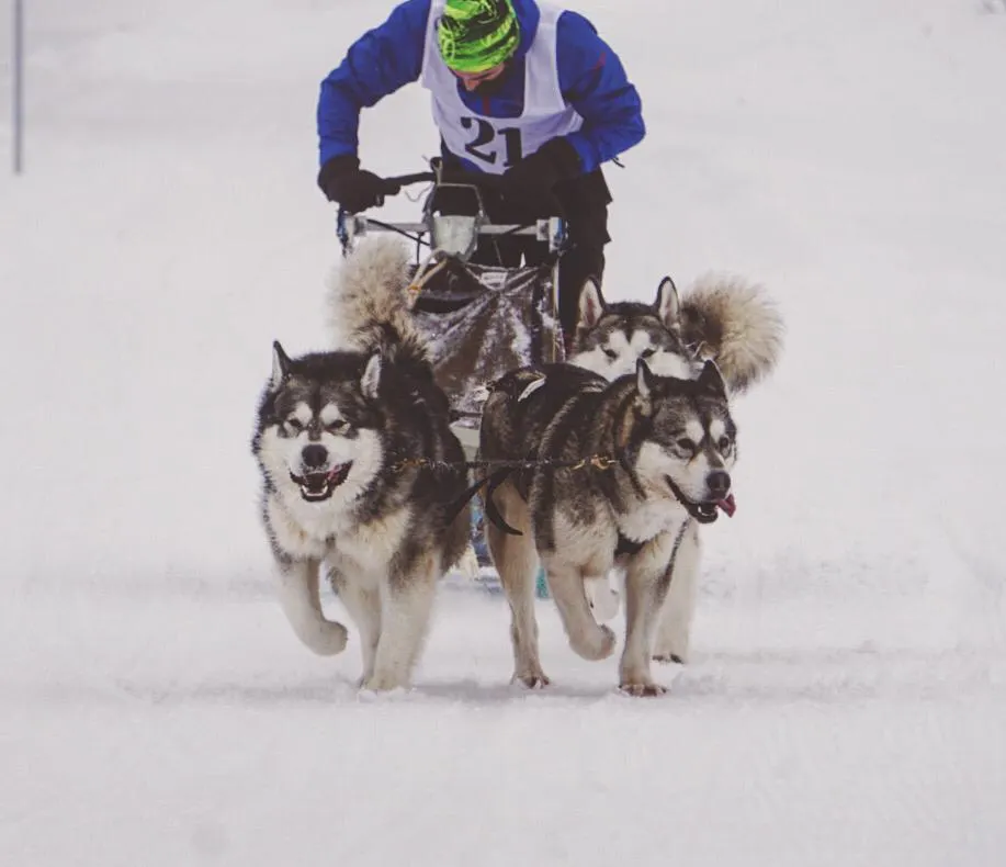 FOTO: Spectacol cu atelaje canine în Pasul Tihuța! Drumul Romanilor 3.0, câștigat de bistrițeanul Bogdan Berende