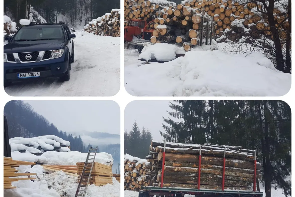 Firme de exploatarea și prelucrarea lemnului din Bistrița-Năsăud, verificate de polițiști și Garda Forestieră! Ce sancțiuni au fost aplicate și cât lemn a fost confiscat