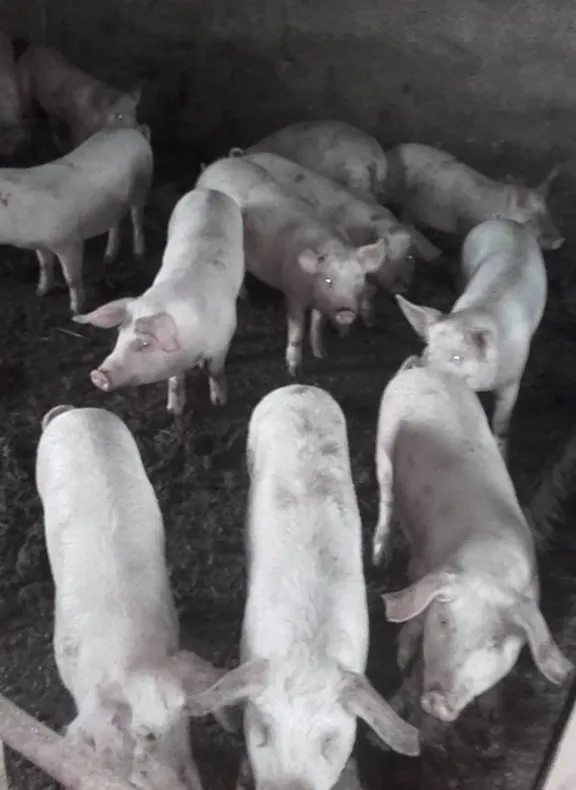 Porci transportați ilegal, confiscați de polițiștii bistrițeni