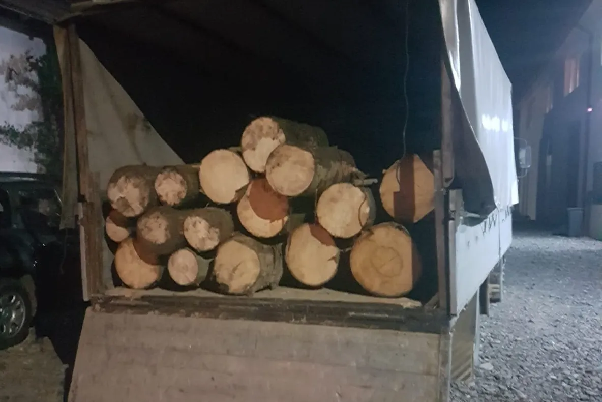 Bistrițean, prins transportând ilegal lemn, amendat usturător