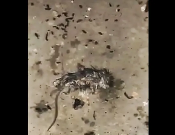 VIDEO: Terifiant! Șoarece mort, mizerie îngrozitoare și alimente expirate în unitățile de cazare și alimentație din Bistrița-Năsăud