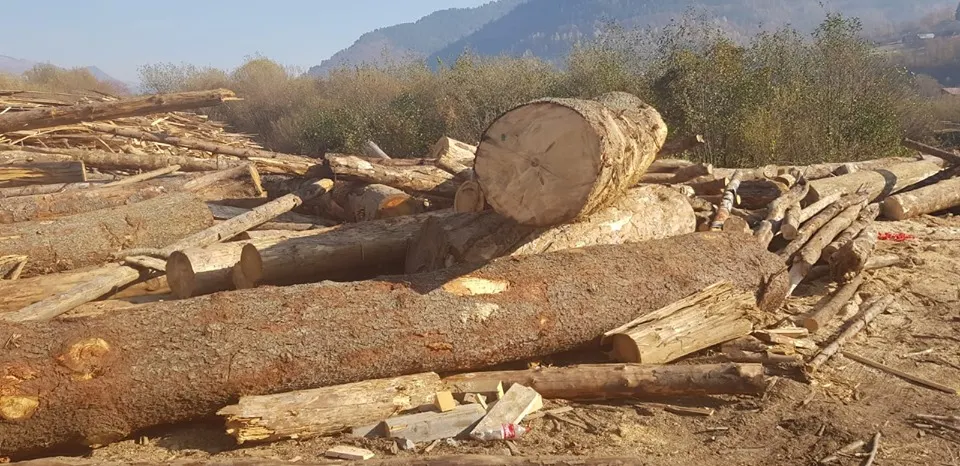 Controale în Bistrița-Năsăud pentru combaterea tăierilor ilegale de arbori