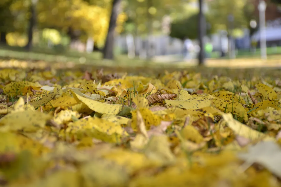 Cum va fi vremea în următoarele două săptămâni? Prognoza meteorologilor