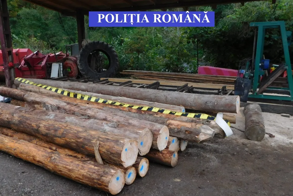 Percheziții în  Sîngeorz Băi! Oamenii legii au descoperit în "ograda" unui bărbat din localitate lemn deținut ilegal, în valoare de peste 30.000 lei