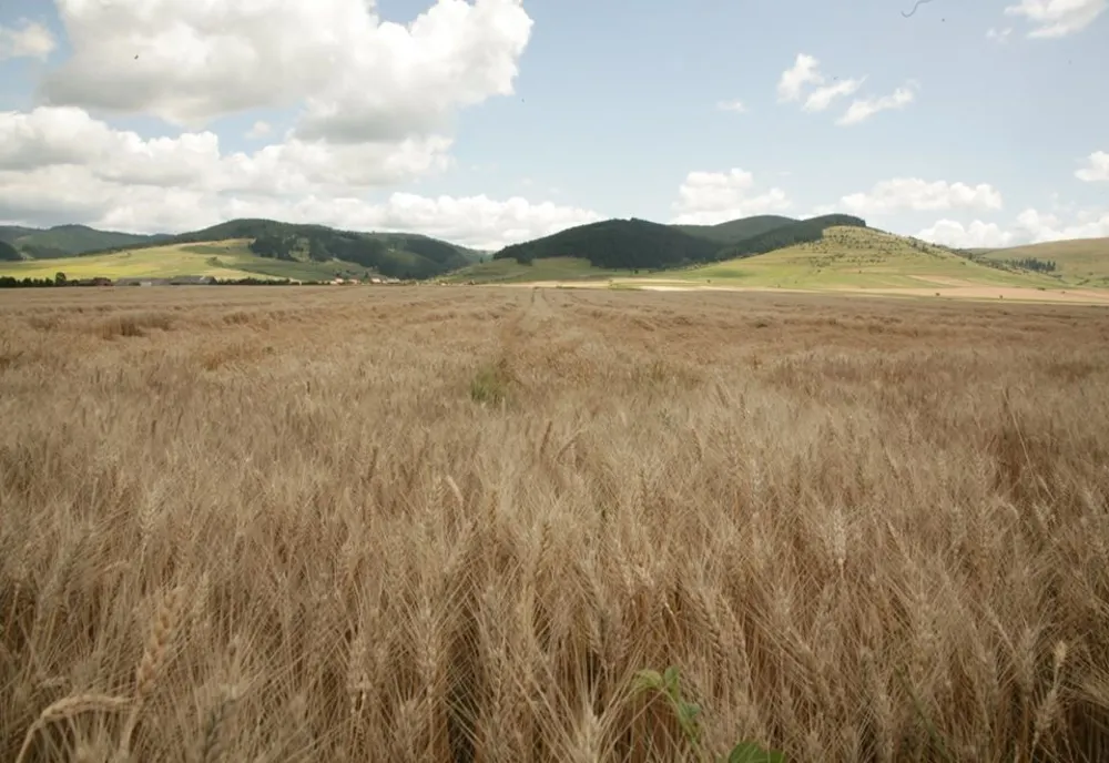 Producțiile agricole din Bistrița-Năsăud, afectate de condițiile meteorologice