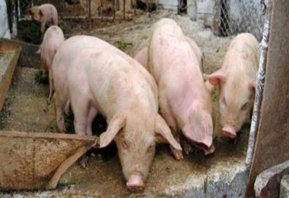 În prag de sărbători, DSVSA BN intensifică verificările pentru prevenirea toxiinfecțiilor alimentare și răspândirea PPA! Recomandările specialiștilor 