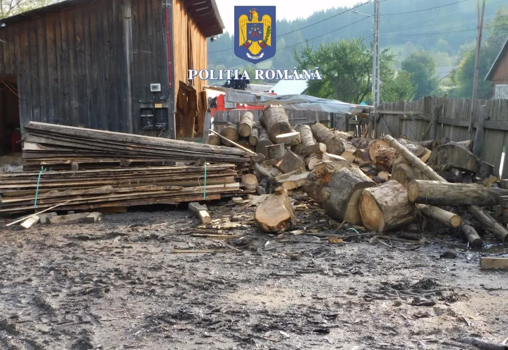 FOTO: Percheziții la trei firme de exploatarea lemnului din Bistria-Năsăud! Trei administratori, reținuți