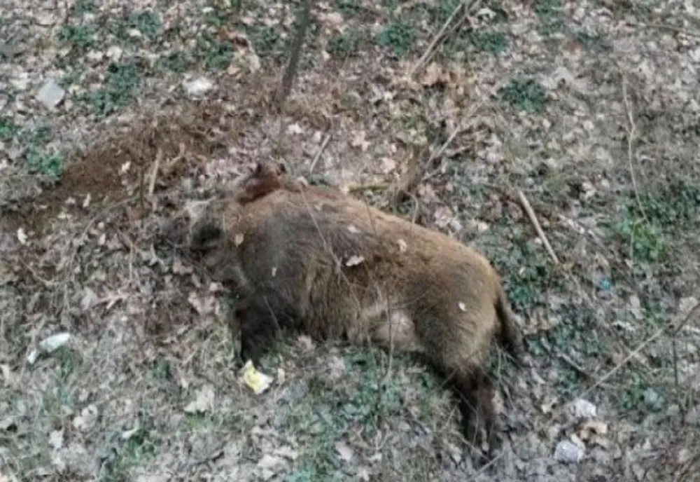 Doi braconieri, prinși în flagrant
