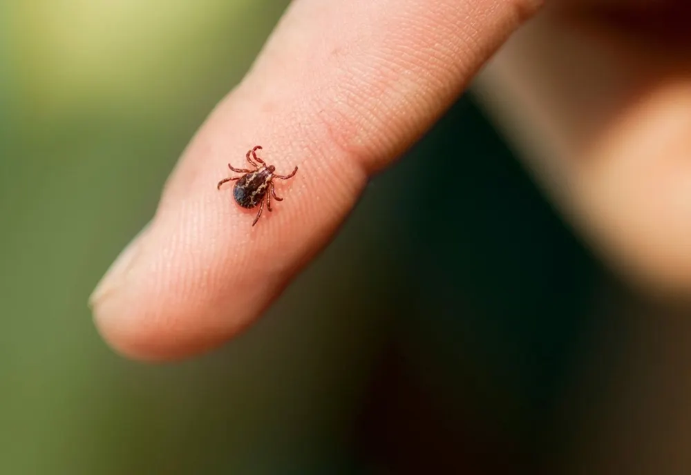 Atenție la căpușe! 56 de persoane au primit îngrijiri medicale la SCJU Bistrița. Trei au fost diagnosticate cu boala Lyme