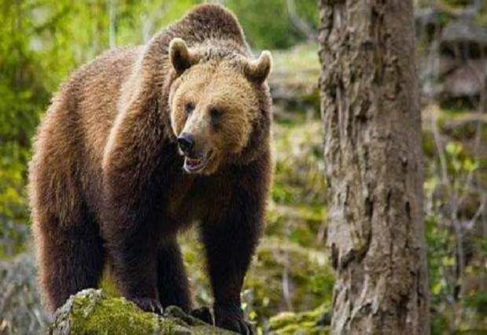 BĂRBAT ATACAT DE URS ÎN JUDEȚUL BISTRIȚA-NĂSĂUD