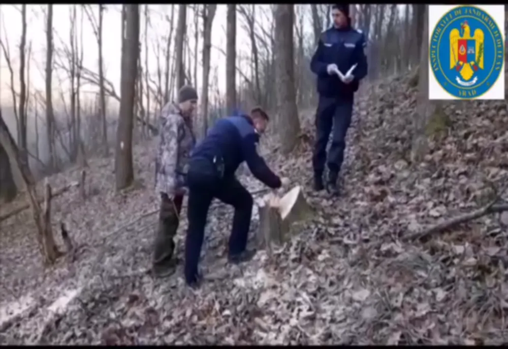 PĂDURAR REȚINUT DUPĂ CE AR FI PERMIS TĂIEREA ILEGALĂ A PESTE 460 DE ARBORI