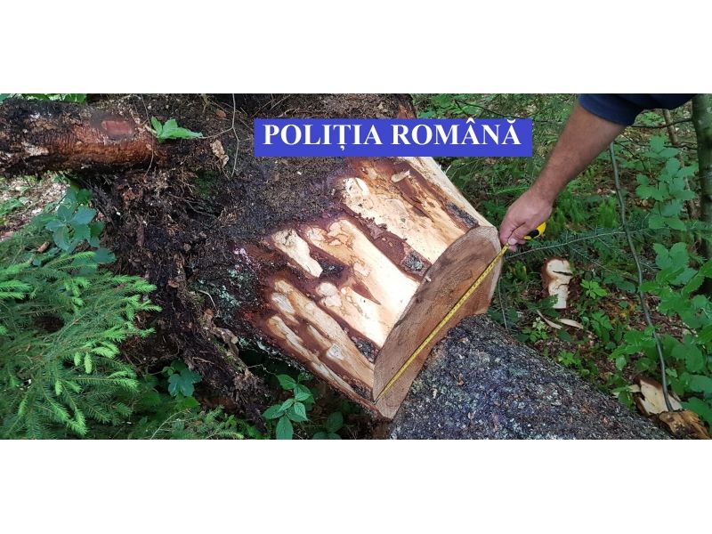 Amenzi piperate, primite de o firmă din Bistrița-Năsăud pentru tăieri ilegale de arbori