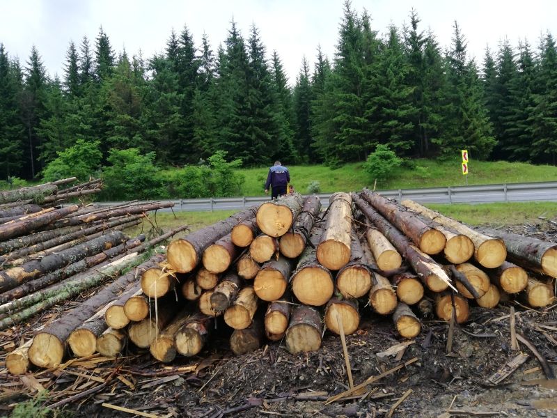 Lemn în valoare de peste 25.000 lei, confiscat într-o singură zi, în Bistrița-Năsăud! Mare parte provine de la un ocol silvic