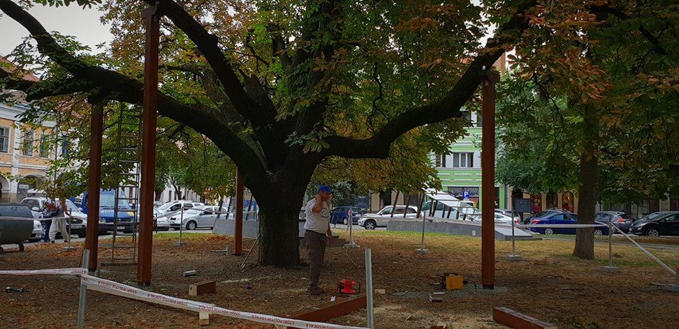Un castan bătrân din centrul orașului Bistrița, salvat de autoritățile locale (FOTO)