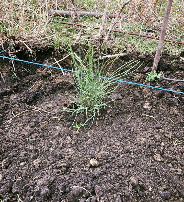 Zona din apropierea Complexului Wonderland din Bistrița, mai bogată. Au fost plantați circa 400 de puieți de pin (FOTO)