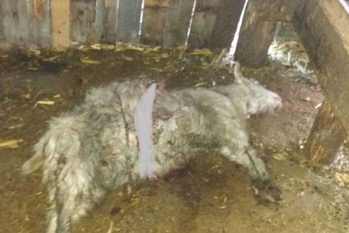 În preajma sărbătorilor, peste 50 de polițiști din Bistrița-Năsăud au donat sânge în speranța că vor salva vieți (FOTO)