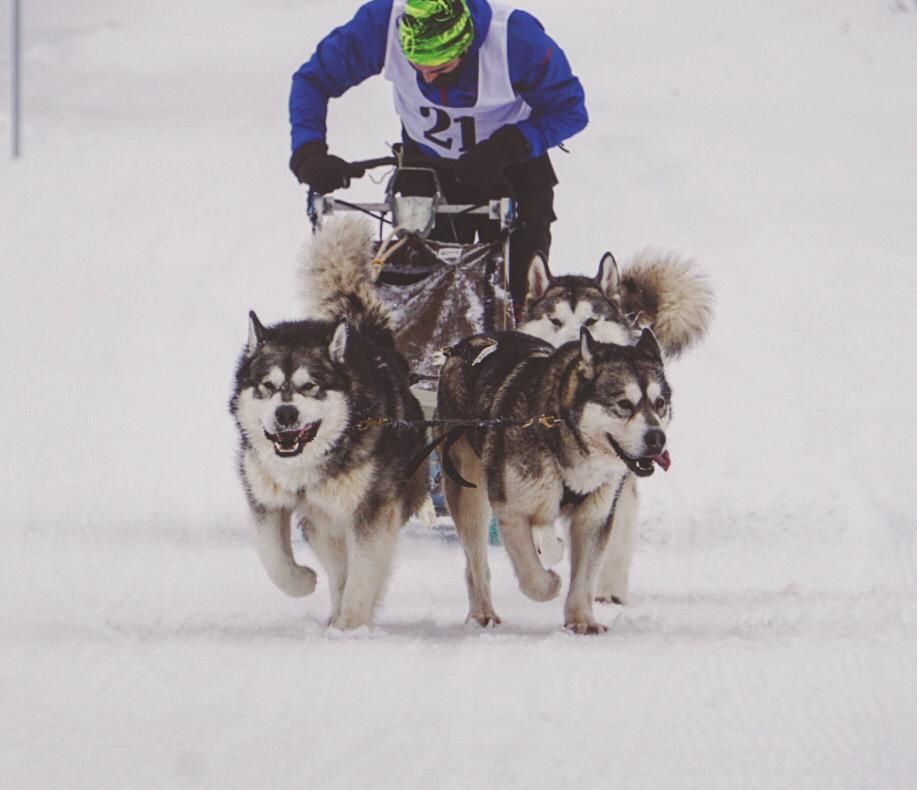 FOTO: Spectacol cu atelaje canine în Pasul Tihuța! Drumul Romanilor 3.0, câștigat de bistrițeanul Bogdan Berende
