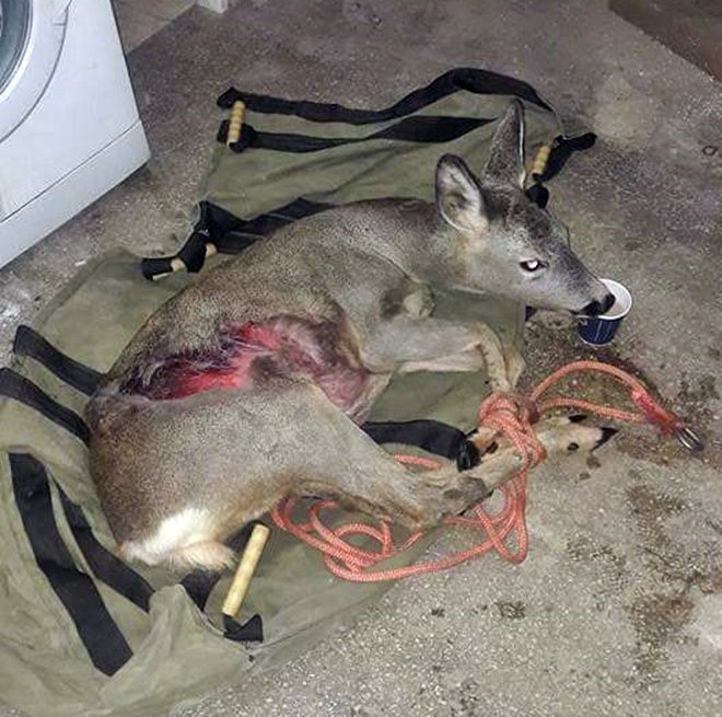 Intervenție specială a pompierilor bistrițeni! Au salvat viața unei căprioare