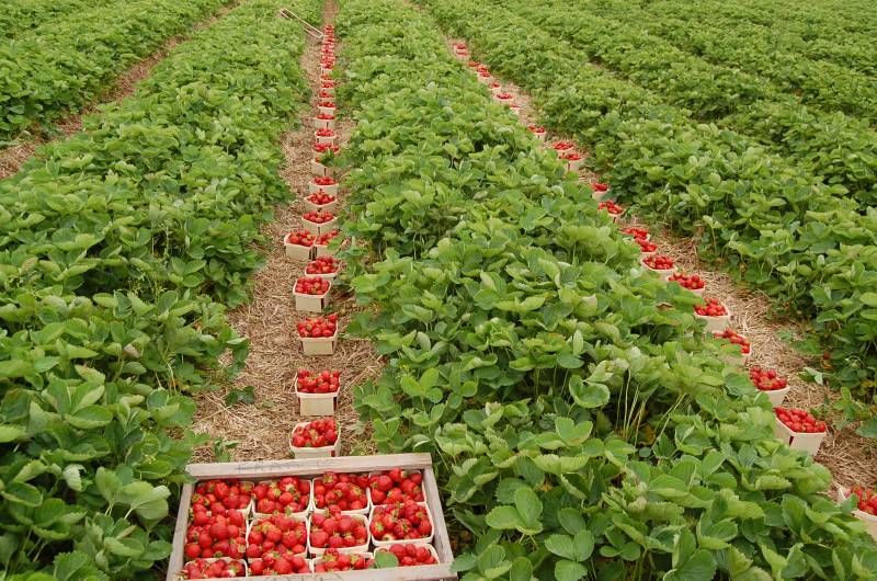 Spaniolii caută să angajeze femei și bărbați în domeniul agricol. Angajatorii sunt dispuși să plătească 6,25 euro brut pentru o oră de muncă