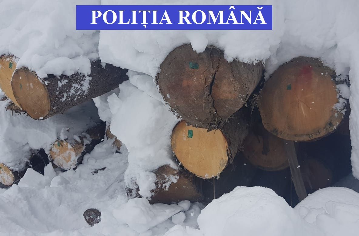 Din cauza pestei porcine, controale severe pe drumurile din Bistrița-Năsăud! Într-o singură zi, au curs amenzi în valoare de circa 30.000 lei și câțiva zeci de metri cub de lemn au fost confiscați