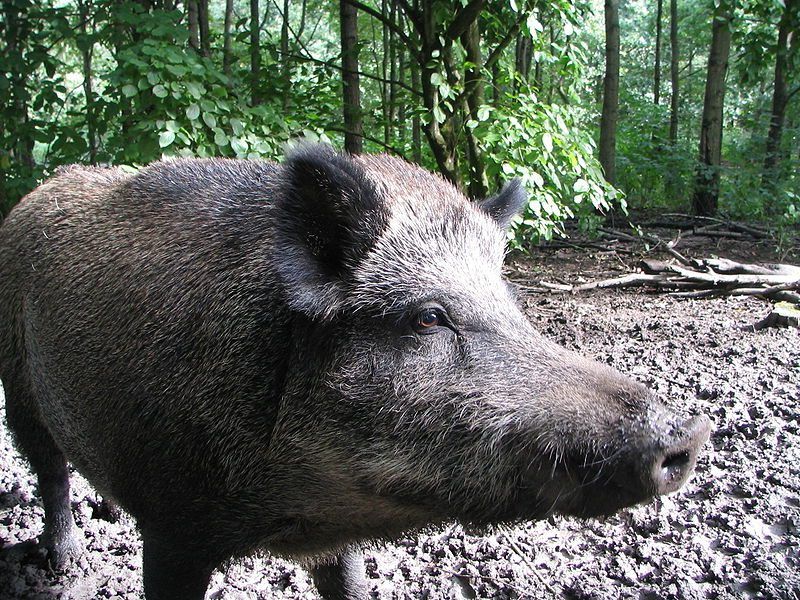 Un nou caz de pestă porcină africană în Bistrița-Năsăud, la limita cu Maramureșul! Mistreț găsit mort pe un fond de vânătoare din Romuli