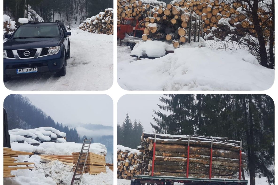 Firme de exploatarea și prelucrarea lemnului din Bistrița-Năsăud, verificate de polițiști și Garda Forestieră! Ce sancțiuni au fost aplicate și cât lemn a fost confiscat