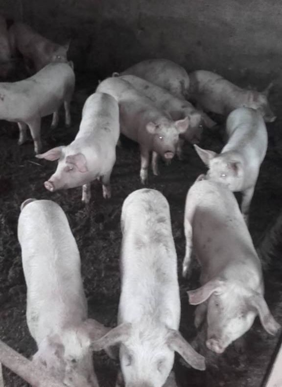 Porci transportați ilegal, confiscați de polițiștii bistrițeni