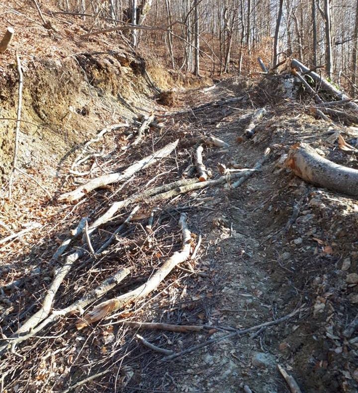 Mărțișoare și flori pentru femei, de la polițiștii bistrițeni (FOTO)