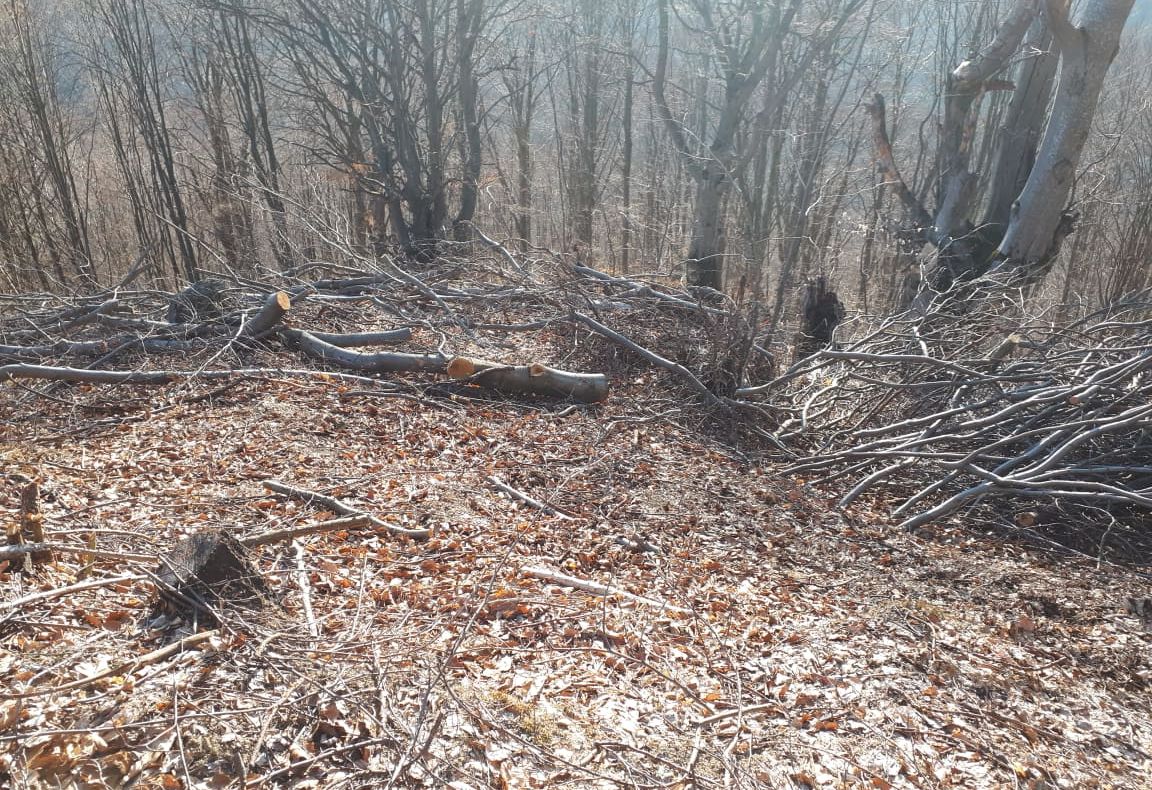 Polițiștii bistrițeni au împărțit flori și felicitări femeilor, de 8 Martie (FOTO)