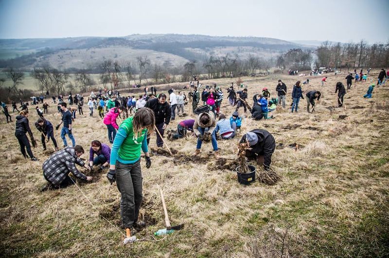 Amplă acțiune de împădurire în județul Bistrița-Năsăud, pe 23 martie