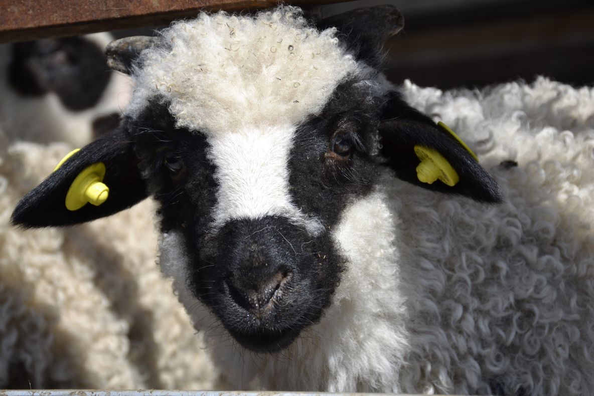 Un singur punct temporar pentru sacrificarea mieilor, la Bistrița, pentru Sărbătorile Pascale