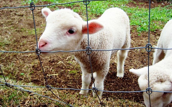 Înainte de Sărbătorile Pascale, inspectorii DSVSA BN intensifică verificările magazine și piețe! Ce amenzi s-au dat în primul trimestru