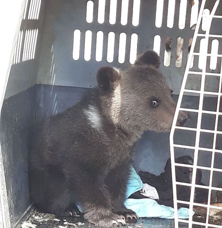 Pui de urs găsit la Josenii Bârgăului, dus la un centru de reabilitare din Harghita