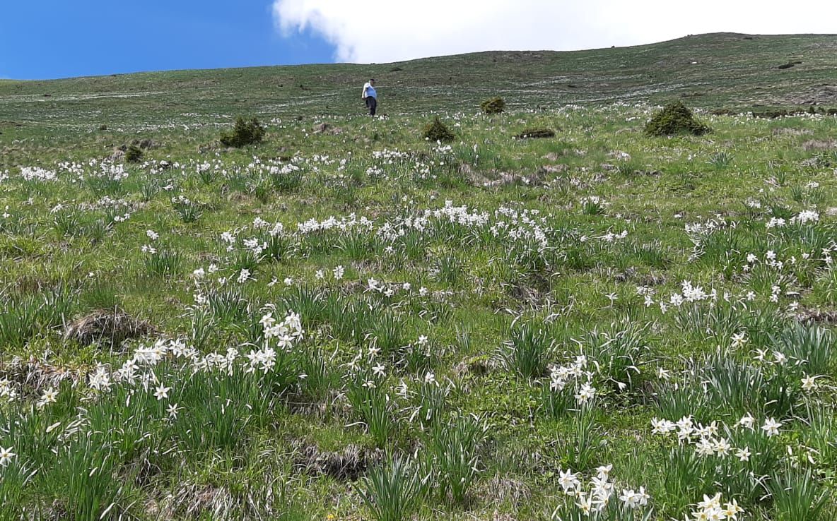 Covor alb în Munții Rodnei! Număr mare de turiști, așteptați să viziteze Poiana cu narcise (FOTO/VIDEO)