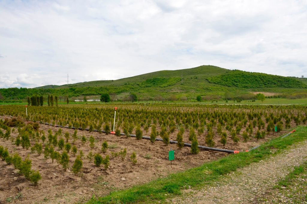 În județul Bistrița-Năsăud se va amenaja, în premieră pentru România, o pepinieră forestieră modernă. Investiția se ridică la 20 de milioane de euro (FOTO/VIDEO)