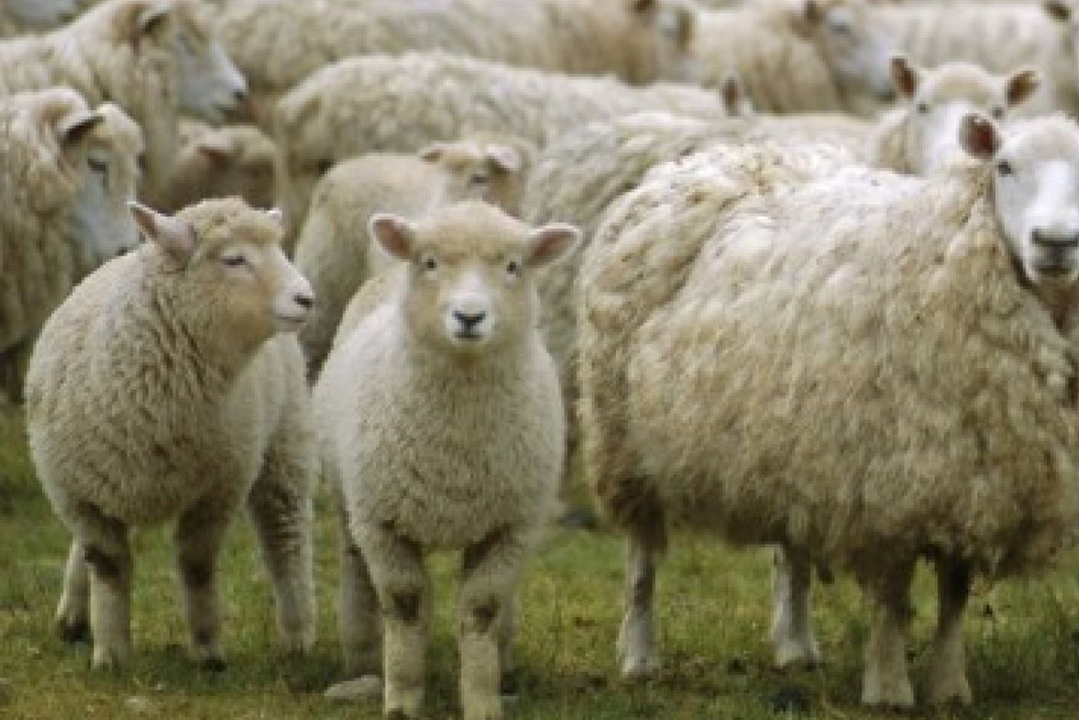 Tânăr din Bistrița, reținut pentru înșelăciune!  A cumpărat câteva sute de oi din Vâlcea și a "uitat" să le plătească