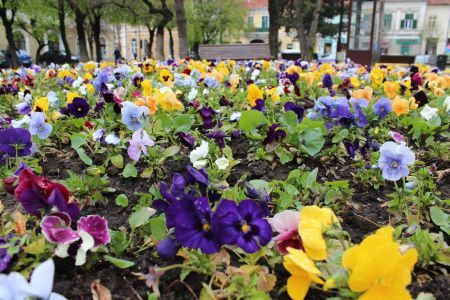 Ultima zi în care se mai pot face înscrieri în concursul ”Bistrița verde”. Din 2 septembrie se trece la vot