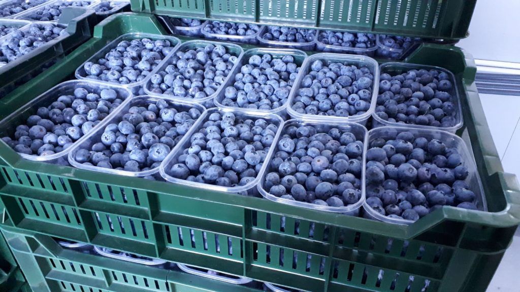 Bărbat din județul Sălaj, amendat pentru că transporta fără documente circa 800 de kg de afine. Întreaga cantitate a fost confiscată