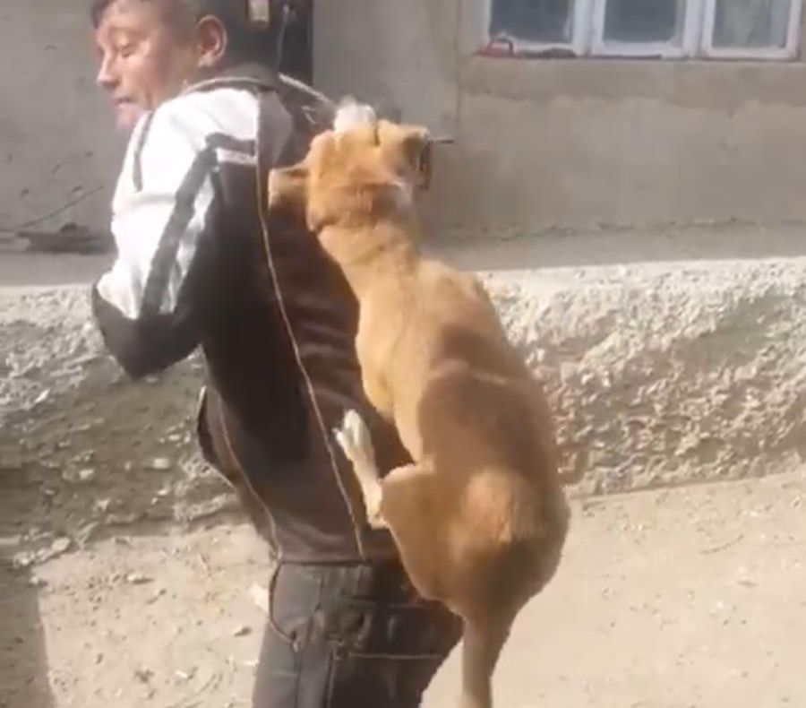 Un bărbat și fiul său de 10 ani, mușcați de un câine. Proprietarul acestuia s-a ales cu dosar penal