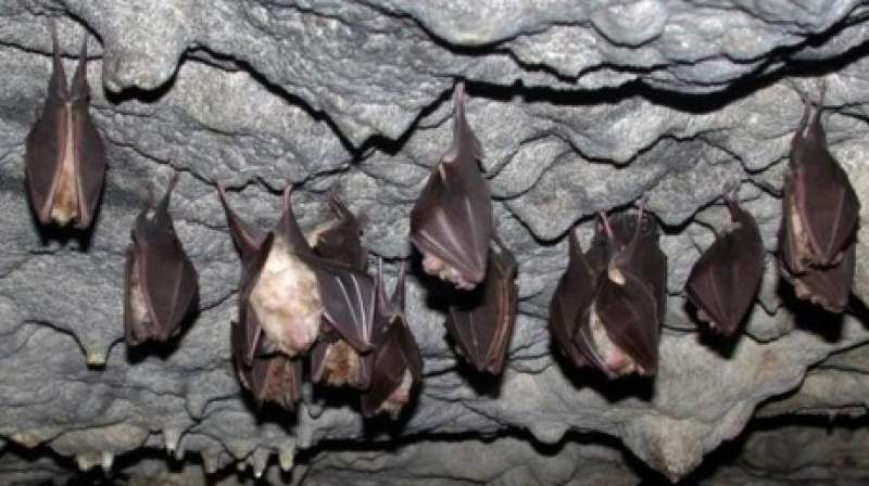 Peștera de la Izvorul Tăușoarelor adăpostește o colonie de creștere a puilor de liliac (VIDEO)