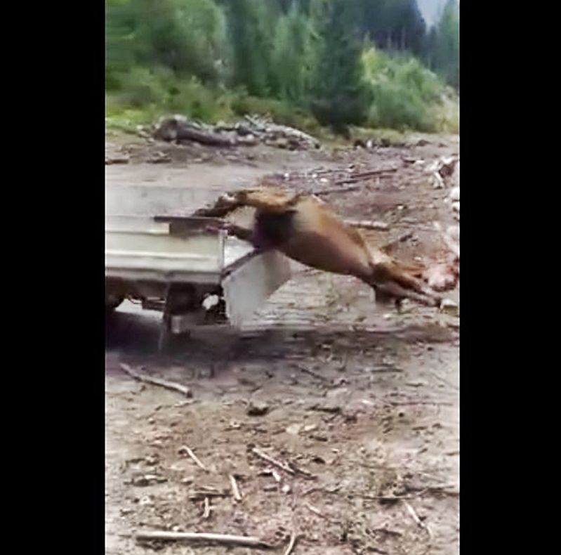 Patru bărbați, anchetați în cazul schingiuirii calului, în Romuli! Doi au fost reținuți pentru 24 de ore. Un al cincilea este cercetat pentru amenințare