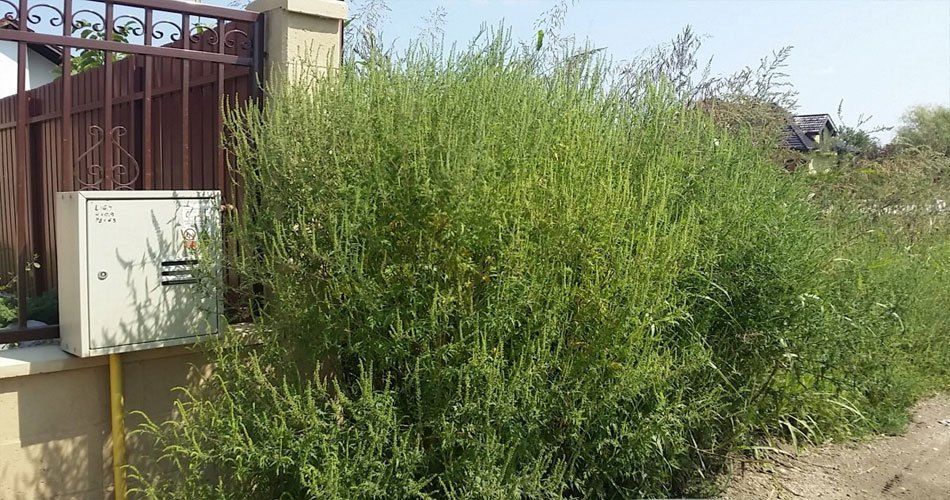 Campanie pentru combaterea ambroziei, în Bistrița-Năsăud