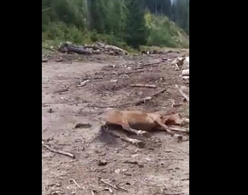 UPDATE 2: ÎNFIORĂTOR! A mai apărut un video cu o situație similară!/Cal schilodit, pus momeală pentru urși, într-o localitate din Bistrița-Năsăud. Autoritățile au demarat verificări