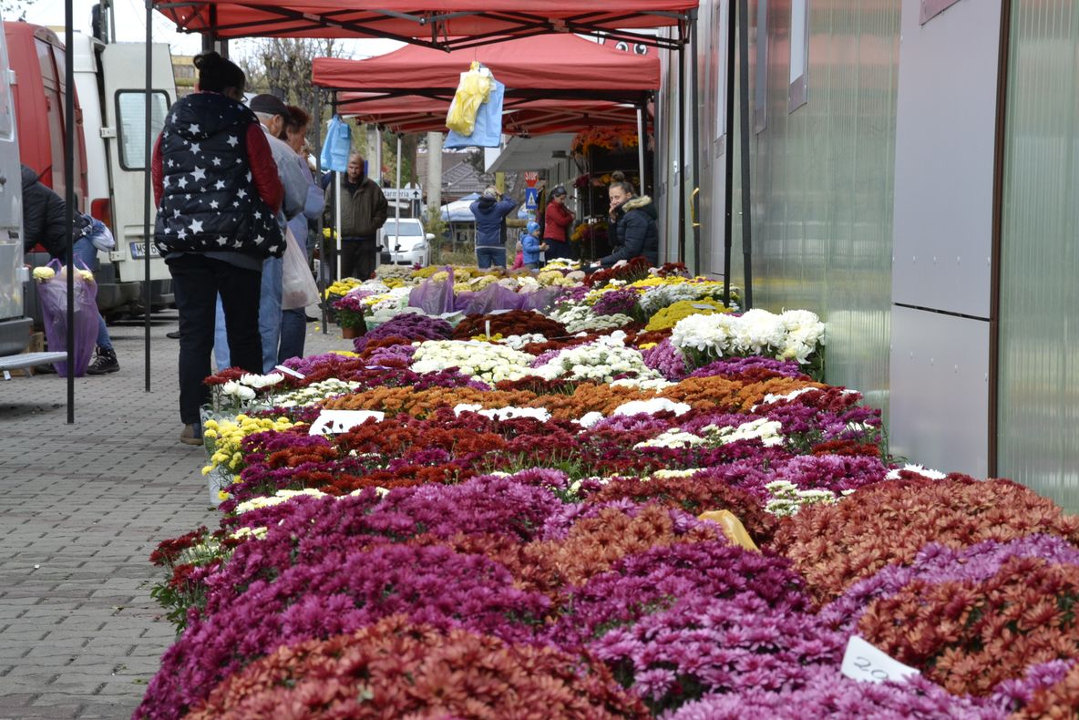 Crizanteme cât vezi cu ochii, în mai multe zone din Bistrița (FOTO)