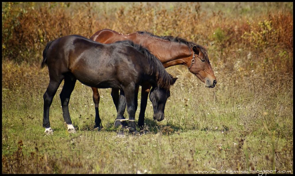 Tânăr din Bistrița-Năsăud, cercetat fiindcă a furat doi cai